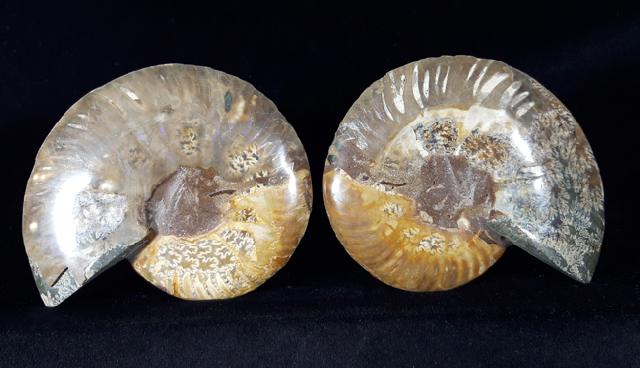 Cleoniceras (Grycia) besairiei COLLIGNON 1949 - Bild © FossNet FossilienStore